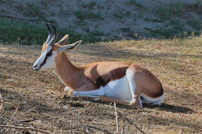 animal
