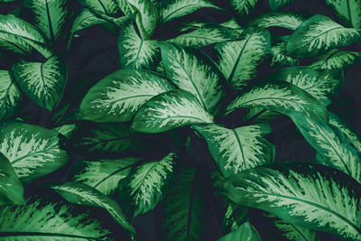 Full frame shot of green leaves