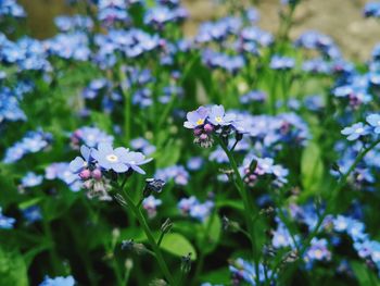 Close-up of purple flowering plants