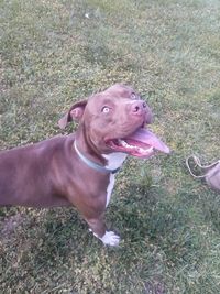 Dog on grassy field