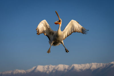 Low angle view of bird against clear sky