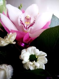 Close-up of pink flowers against blurred background