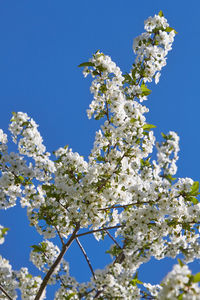 Low angle view of cherry blossom tree against blue sky