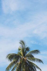 Low angle view of palm tree against sky