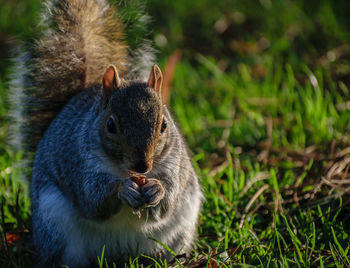 Close-up of squirrel eating grass