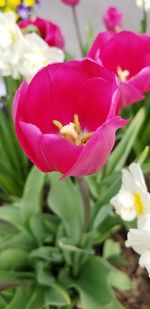 Close-up of pink tulip