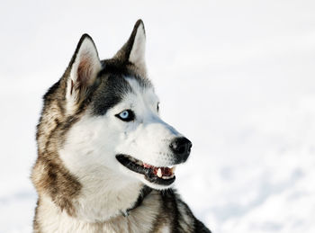 Close-up of dog on snow against sky