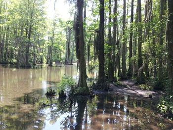 Scenic view of lake amidst trees in forest