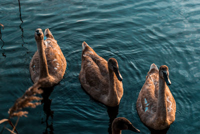 High angle view of ducks swimming in lake