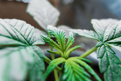 Close-up of fresh green leaves