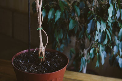 How to weave weeping fig plant stem. methods and patterns of weaving ficus benjamina at home. woman 