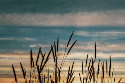 Close-up of plants against sky during sunset