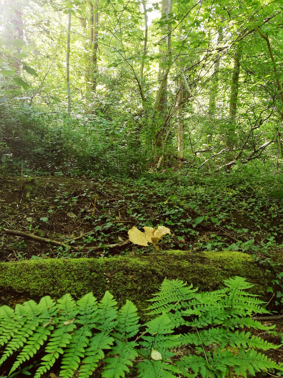 growth, green color, tree, forest, plant, leaf, nature, lush foliage, tranquility, beauty in nature, tranquil scene, branch, green, growing, outdoors, day, scenics, tree trunk, woodland, no people