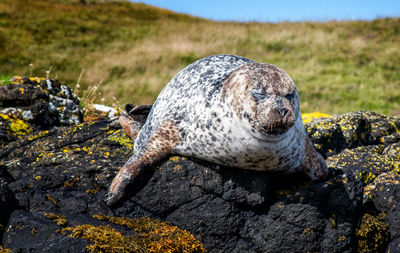 Close-up of seal on rock