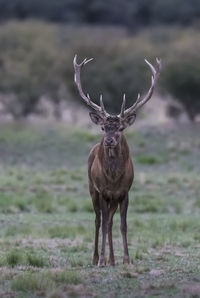 Deer standing on field