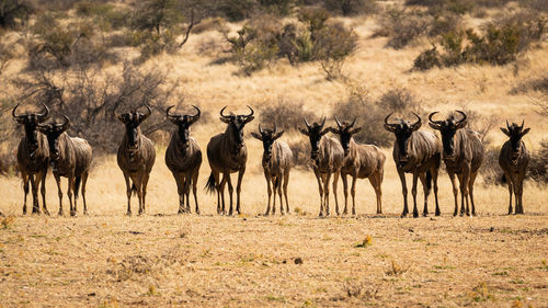 Herd of wild gnous in the desert
