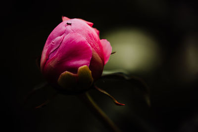 Close-up of pink rose