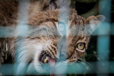 Close-up portrait of cat