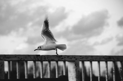 Low angle view of seagulls perching on railing