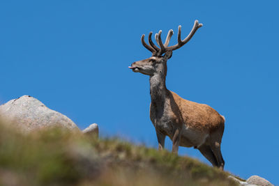 Deer standing on land against clear sky