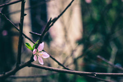 Close-up of pink flower on branch