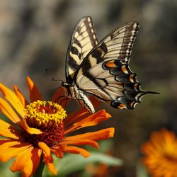 Close-up of butterfly on orange flower