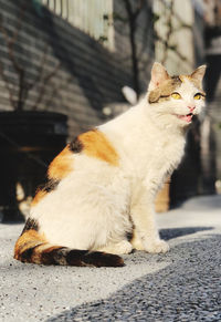 pet