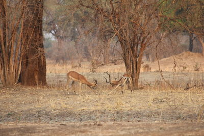 Deer fighting in forest against trees