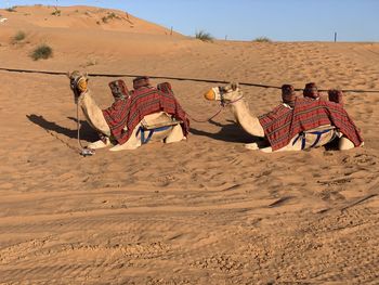 Camels on sand dune in desert against sky