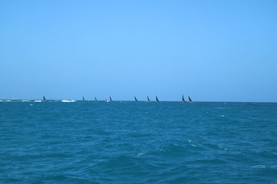 Sailboats sailing in sea against clear blue sky