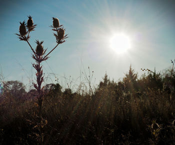 Scenic view of bright sun over field