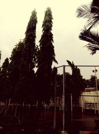 Palm trees against sky