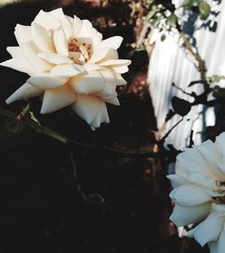 Close-up of white flowers blooming outdoors