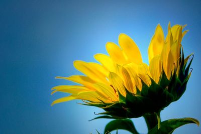 Close-up of yellow flower against clear blue sky