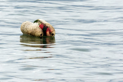 Close-up of swan swimming in lake