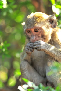 Portrait of monkey sitting outdoors