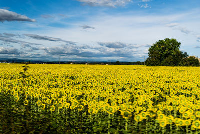 Sunflowers in tuscany, middle italy, picture in movement. carpe diem.