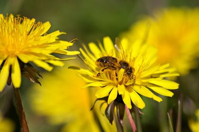 Close-up of bee pollinating on yellow flower