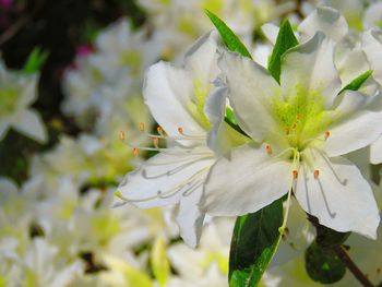 Close-up of white flowers blooming outdoors