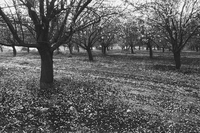 Bare trees on landscape