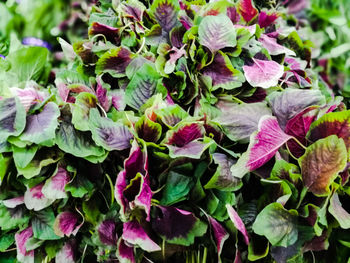 Close-up of hydrangea flowers