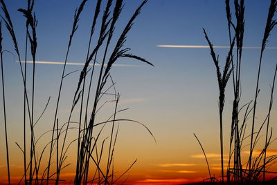 Silhouette plants against sky during sunset