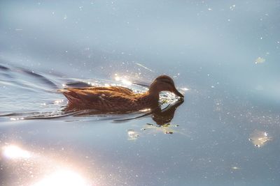 Close-up of duck swimming in lake against sky