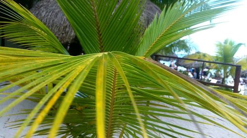 Palm leaves on palm tree