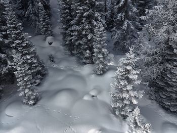 Reflection of trees in forest during winter