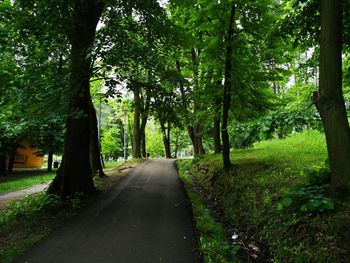 Road amidst trees in park