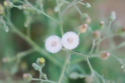 Close-up of white dandelion flower