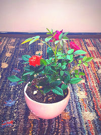 Close-up of potted plant against wall