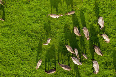 White mustangs and their shadows on meadow on farmland. endangered free families of wild horsed