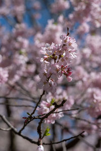 Close-up of pink cherry blossoms in spring